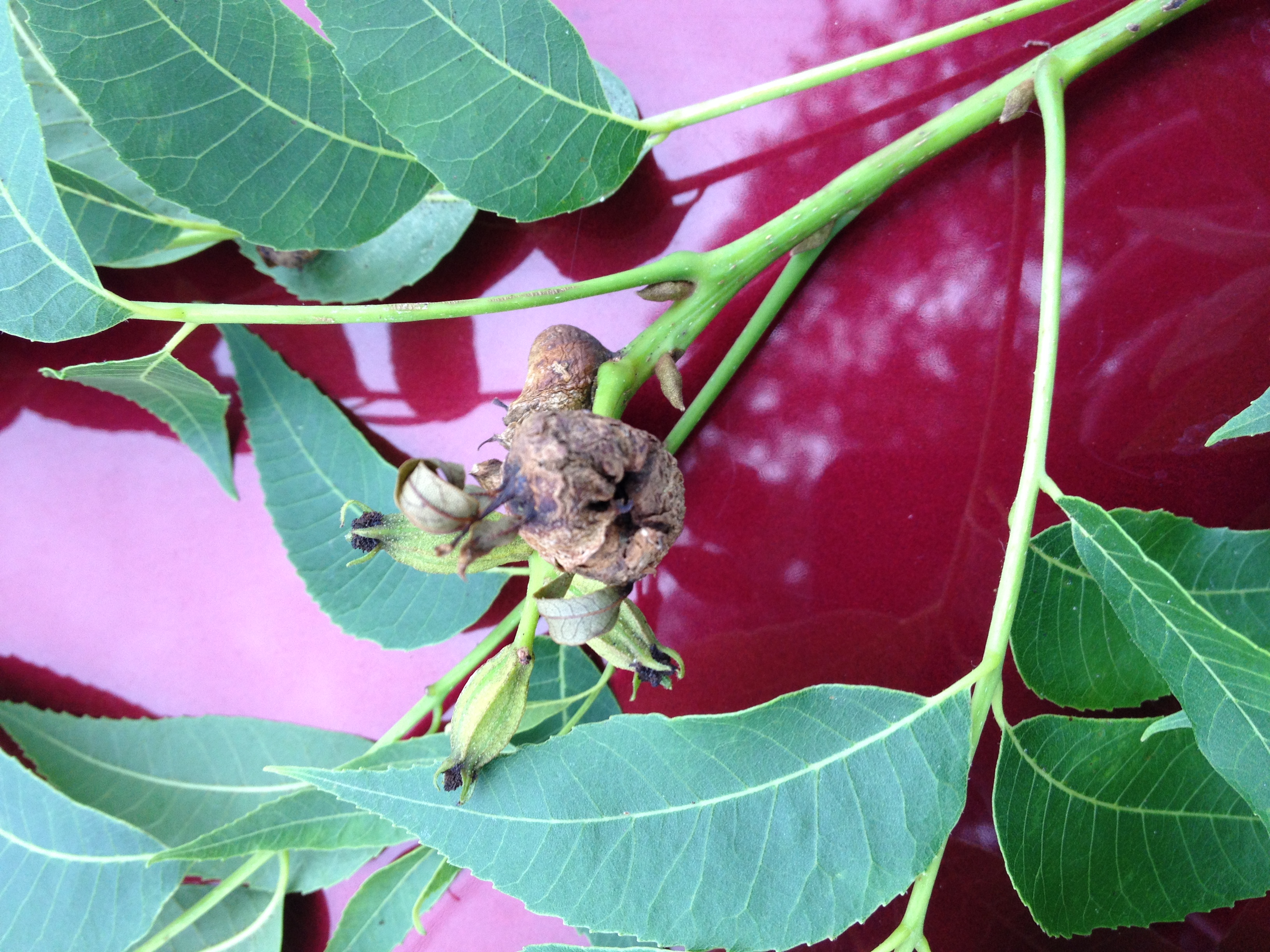 Pecan Phylloxera 5-2020JPG